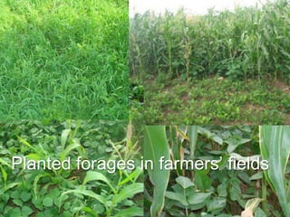 Multi-stakeholder platforms strengthening selection and use of fodder technologies in Ethiopia: some lessons