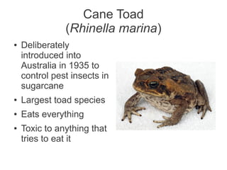 Cane Toad
               (Rhinella marina)
●   Deliberately
    introduced into
    Australia in 1935 to
    control pest insects in
    sugarcane
●   Largest toad species
●   Eats everything
●   Toxic to anything that
    tries to eat it
 