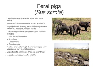 Feral pigs
                                     (Sus scrofa)
●   Originally native to Europe, Asia, and North
    Africa
●   Now found on all continents except Antarctica
●   Major problem in many areas, including (but not
    limited to) Australia, Hawaii, Texas
●   Carry many diseases of livestock and humans
    including
    ●   Foot and mouth disease
    ●   Brucellosis
    ●   Leptospirosis
    ●   Toxoplasmosis
●   Rooting and wallowing behavior damages native
    vegetation, may promote erosion
●   Opportunistic omnivores (they eat everything)
●   Impact water resources for wildlife
 