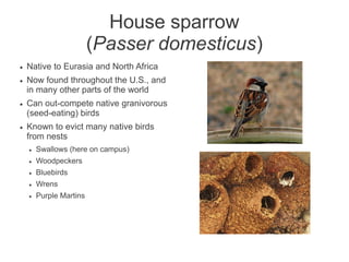 House sparrow
                         (Passer domesticus)
●   Native to Eurasia and North Africa
●   Now found throughout the U.S., and
    in many other parts of the world
●   Can out-compete native granivorous
    (seed-eating) birds
●   Known to evict many native birds
    from nests
    ●   Swallows (here on campus)
    ●   Woodpeckers
    ●   Bluebirds
    ●   Wrens
    ●   Purple Martins
 