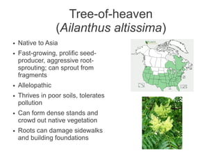 Tree-of-heaven
                   (Ailanthus altissima)
●   Native to Asia
●   Fast-growing, prolific seed-
    producer, aggressive root-
    sprouting; can sprout from
    fragments
●   Allelopathic
●   Thrives in poor soils, tolerates
    pollution
●   Can form dense stands and
    crowd out native vegetation
●   Roots can damage sidewalks
    and building foundations
 