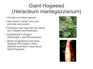 Giant Hogweed
        (Heracleum mantegazzianum)
●   Crowds out native species
●   Dies back in winter, thus can
    promote soil erosion
●   Produces toxic sap that can cause
    skin irritation and blindness
●   Established in Oregon,
    Washington, and Pennsylvania
●   British progressive-rock band
    Genesis (Phil Collins, Peter
    Gabriel) recorded a song about
    Giant Hogweed
 