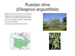 Russian olive
                       (Eleagnus angustifolia)
●   Native to southern Europe and western Asia
●   Displaces native vegetation mainly but not
    exclusively in riparian (streamside) habitats
●   Can fix atmospheric nitrogen, shade tolerant
●   Forms dense stands
●   Provides poor habitat for native birds
 