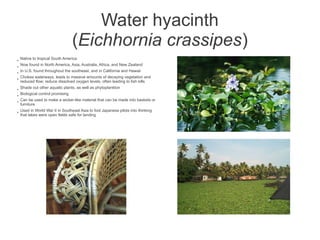 Water hyacinth
                                   (Eichhornia crassipes)
●
    Native to tropical South America
●
    Now found in North America, Asia, Australia, Africa, and New Zealand
●
    In U.S. found throughout the southeast, and in California and Hawaii
●
    Chokes waterways, leads to massive amounts of decaying vegetation and
    reduced flow; reduce dissolved oxygen levels, often leading to fish kills
●
    Shade out other aquatic plants, as well as phytoplankton
●
    Biological control promising
●
    Can be used to make a wicker-like material that can be made into baskets or
    furniture
●
    Used in World War II in Southeast Asia to fool Japanese pilots into thinking
    that lakes were open fields safe for landing
 