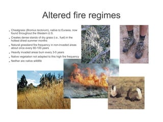 Altered fire regimes
●   Cheatgrass (Bromus tectorum), native to Eurasia, now
    found throughout the Western U.S.
●   Creates dense stands of dry grass (i.e., fuel) in the
    hottest driest summer months
●   Natural grassland fire frequency in non-invaded areas
    about once every 60-100 years
●   Heavily invaded areas burn every 3-5 years
●   Native vegetation not adapted to this high fire frequency
●   Neither are native wildlife
 