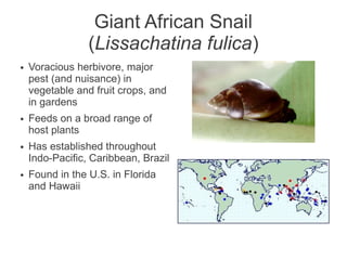 Giant African Snail
                 (Lissachatina fulica)
●   Voracious herbivore, major
    pest (and nuisance) in
    vegetable and fruit crops, and
    in gardens
●   Feeds on a broad range of
    host plants
●   Has established throughout
    Indo-Pacific, Caribbean, Brazil
●   Found in the U.S. in Florida
    and Hawaii
 