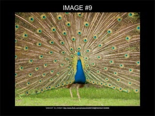 IMAGE #9

“peacock” by ynskjen http://www.flickr.com/photos/20299709@N00/624150998/

 