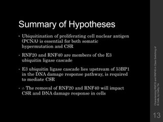 Characterizing RNF20 and RNF40 in Class Switching of B Cells | PPTX