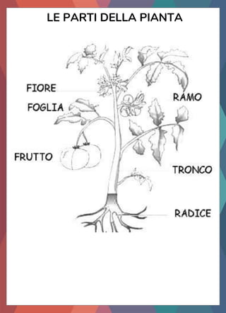 LE PARTI DELLA PIANTA
 