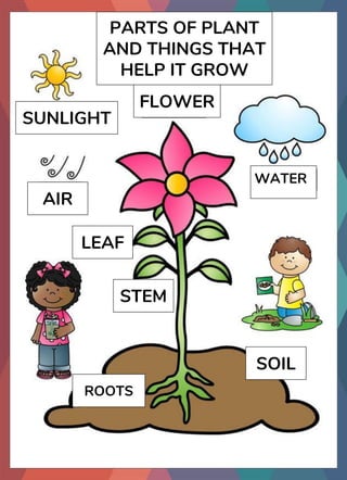 ROOTS
SOIL
WATER
STEM
LEAF
AIR
SUNLIGHT
FLOWER
PARTS OF PLANT
AND THINGS THAT
HELP IT GROW
 