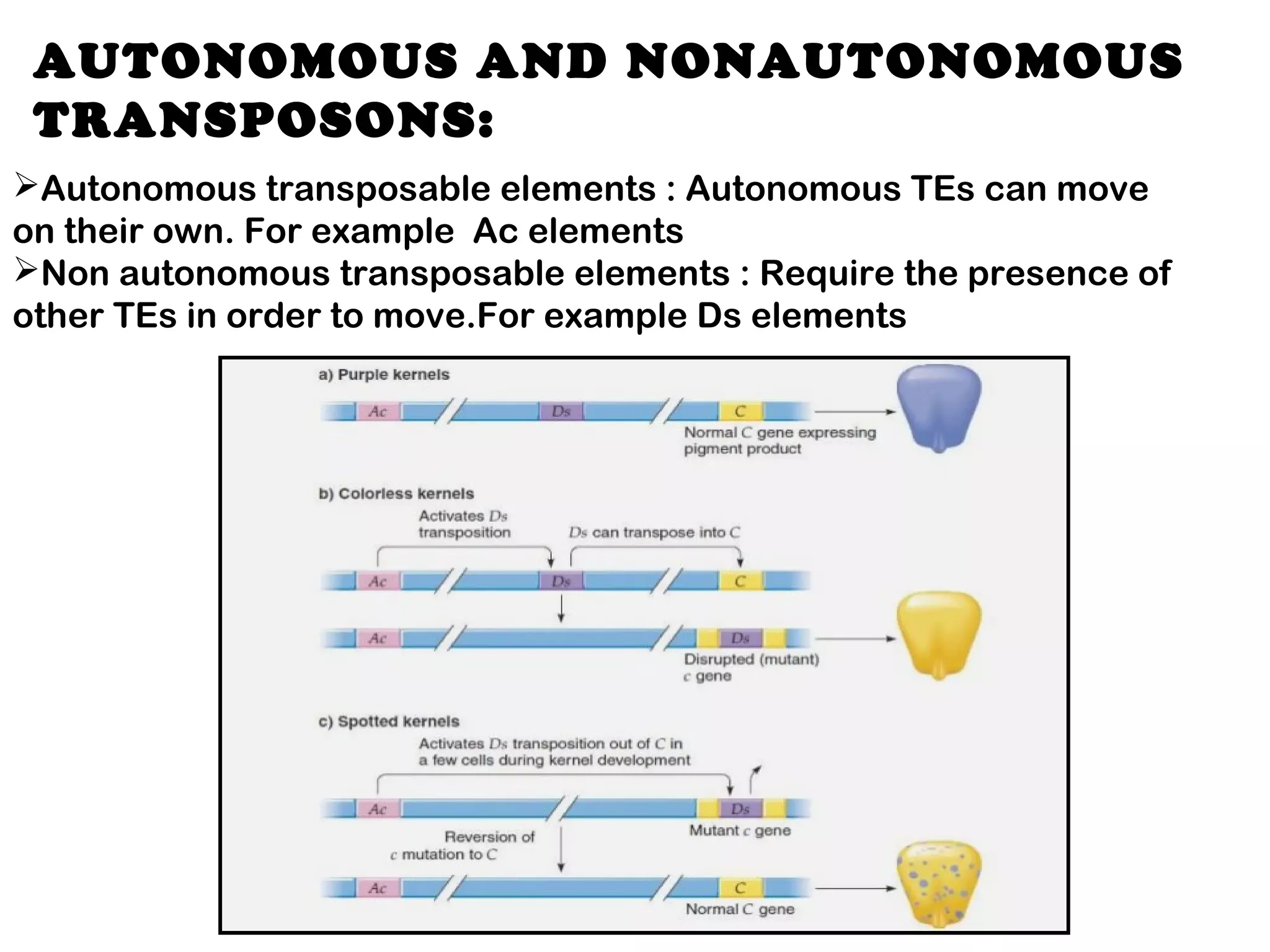 AUTONOMOUS AND NONAUTONOMOUS
TRANSPOSONS:
Autonomous transposable elements : Autonomous TEs can move
on their own. For example  Ac elements 
Non autonomous transposable elements : Require the presence of
other TEs in order to move.For example Ds elements
 