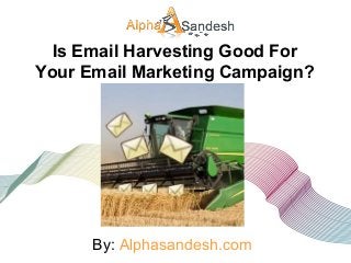 Is Email Harvesting Good For
Your Email Marketing Campaign?
By: Alphasandesh.com
 