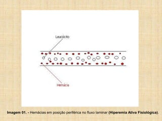 Imagem 01. - Hemácias em posição periférica no fluxo laminar (Hiperemia Ativa Fisiológica).
 