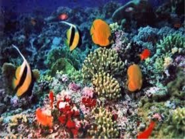 Quanta specie di vermi nella persona