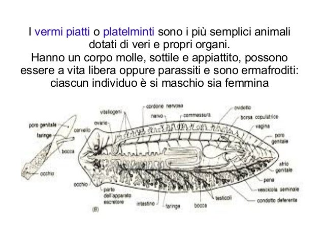 Come si libererà da parassiti ipodermici
