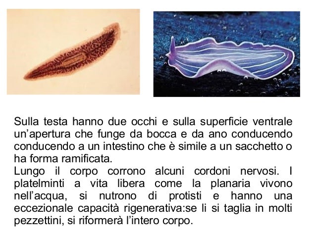 Fare prove di parassiti di batterio