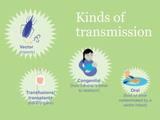 Kinds of
transmission
Vector
(insects)
Transfusions/
transplants
(blood/organs)
Congenital
(from infected mother
to newborn) Oral
(food or drink
contaminated by a
vector insect)
 