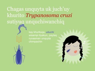 Chagas unquyta uk juch’uy
khurito Trypanosoma cruzi
sutiyuq unquchiwanchiq
kay khurituqa, uluchi
wisampi tiyakun, paytaq
runasman unquyta
chimpachin

 