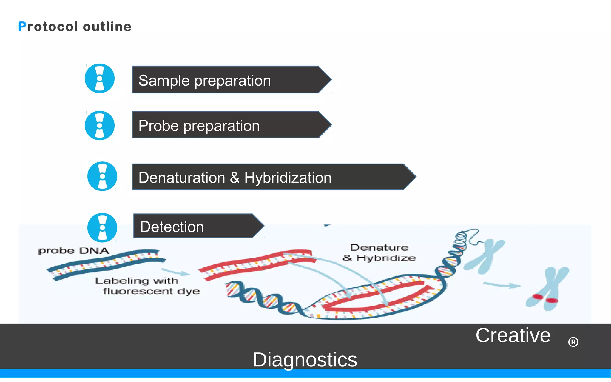 Protocol outline
Creative Diagnostics ®Creative Diagnostics ®Creative
Diagnostics ®
Sample preparation
Probe preparation
Denaturation & Hybridization
Detection
 