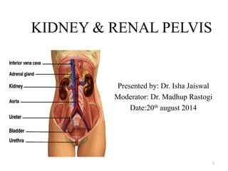 KIDNEY & RENAL PELVIS 
Presented by: Dr. Isha Jaiswal 
Moderator: Dr. Madhup Rastogi 
Date:20th august 2014 
1 
 