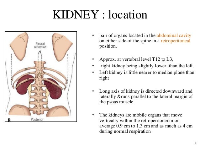 Renal Anatomy And Renal Cell Cancers