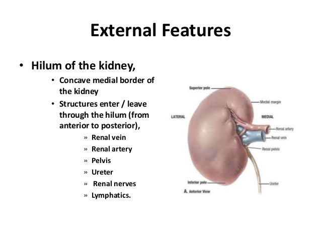 RENAL ANATOMY & RENAL CELL CANCERS