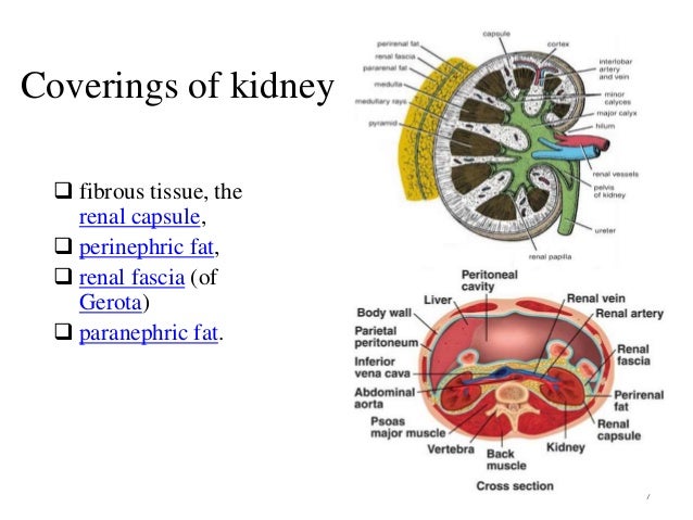 RENAL ANATOMY & RENAL CELL CANCERS