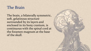 The Brain
The brain, a bilaterally symmetric,
soft, gelatinous structure
surrounded by its layers and
enclosed in its bony cranium, is
continuous with the spinal cord at
the foramen magnum at the base
of the skull.
 