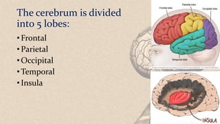 The cerebrum is divided
into 5 lobes:
• Frontal
• Parietal
• Occipital
• Temporal
• Insula
 