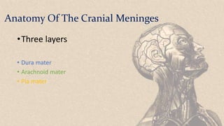 Anatomy Of The Cranial Meninges
•Three layers
• Dura mater
• Arachnoid mater
• Pia mater
 