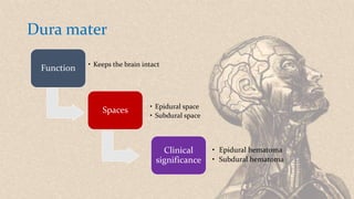 Dura mater
Spaces • Epidural space
• Subdural space
Function • Keeps the brain intact
Clinical
significance
• Epidural hematoma
• Subdural hematoma
 