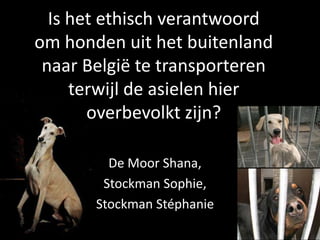 Is het ethisch verantwoord om honden uit het buitenland naar België te transporteren terwijl de asielen hier overbevolkt zijn? De Moor Shana,  Stockman Sophie,  Stockman Stéphanie 