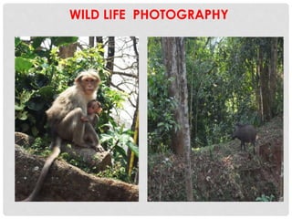 WILD LIFE PHOTOGRAPHY
 