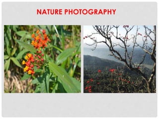 NATURE PHOTOGRAPHY
 