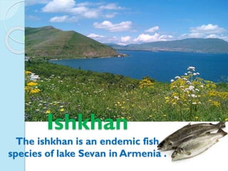 Ishkhan
The ishkhan is an endemic fish
species of lake Sevan in Armenia .
 