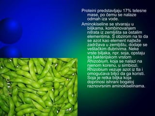 Proteini predstavljaju 17% telesne
mase, po čemu se nalaze
odmah iza vode.
Aminokiseline se stvaraju u
biljkama, kombinovanjem
nitrata iz zemljišta sa ostalim
elementima. S obzirom na to da
se azot kao element najteže
zadržava u zemljištu, dodaje se
veštačkim đubrivima. Neke
vrste biljaka, npr. soja, opstaju
sa bakterijskom vrstom
Rhizobium, koja se nalazi na
njenom korenu, u simbiozi.
Rhizobium vezuje azot iz tla i
omogućava biljci da ga koristi.
Soja je retka biljka koja
doprinosi ishrani bogatoj
raznovrsnim aminokiselinama.
 
