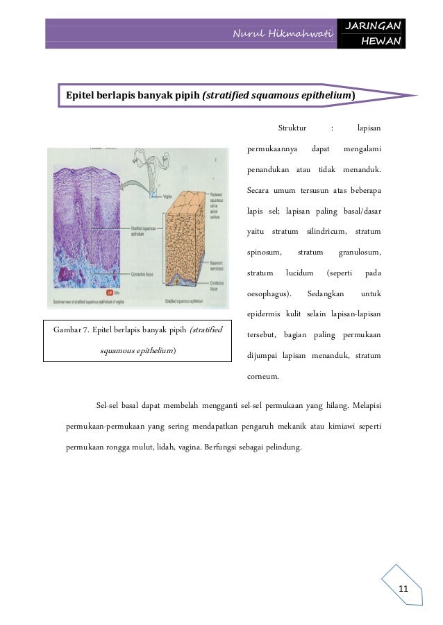Buku 43151209
