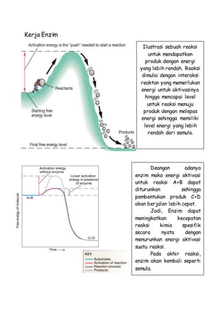 Kerja Enzim
Ilustrasi sebuah reaksi
untuk mendapatkan
produk dengan energi
yang lebih rendah. Reaksi
dimulai dengan interaksi
reaktan yang memerlukan
energi untuk aktivasinya
hingga mencapai level
untuk reaksi menuju
produk dengan melepas
energi sehingga memiliki
level energi yang lebih
rendah dari semula.
Deangan adanya
enzim maka energi aktivasi
untuk reaksi A+B dapat
diturunkan sehingga
pembentukan produk C+D
akan berjalan lebih cepat.
Jadi, Enzim dapat
meningkatkan kecepatan
reaksi kimia spesifik
secara nyata dengan
menurunkan energi aktivasi
suatu reaksi.
Pada akhir reaksi,
enzim akan kembali seperti
semula.
 