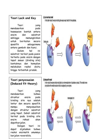Teori Lock and Key
Teori yang
mendasarkan pada
kesesuaian bentuk antara
enzim dan substrat
sehingga memungkinkan
untuk berikatan secara
spesifik sebagaimana
antara gembok dan kunci.
Dalam hal ini
substrat terikat pada posisi
tertentu pada enzim dengan
tepat sesuai (dinding site)
bentuknya dan kemudian
melakukan reaksi disitu
hingga terbentuk produk.
Teori penyesuaian
(Induced fit theory)
Teori yang
mendasarkan bahwa
struktur enzim pada
binding site nya adalah
lentur dan secara spesifik
mampu menyesuaikan
dengan struktur substrat
yang tepat. Sekali substrat
terikat pada binding site
enzim rekasi akan
dapatberjalan.
Dengan teori ini
dapat dijelaskan bahwa
reaksi enzimatik umumnya
berjalan reversible.
 