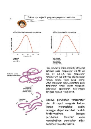 C.
Adanya perubahan temperatur
dan pH dapat mengusik ikatan-
ikatan intramolekul enzim
sehingga dapat merubah bentuk
konformasinya. Dengan
perubahan tersebut akan
menyebabkan perubahan sifat
katalitiknya/aktivitasnya.
Pada umumnya enzim memiliki aktivitas
optimum pada temperatur 30-40 oC
dan pH 6,5-7,4. Pada temperatur
rendah (<20 oC) aktivitas enzim sangat
rendah karena tidak cukup energi
untuk melakukan raksi, sementara pada
temperatur tinggi enzim mengalami
denaturasi (perubahan konformasi)
sehingga menjadi tidak aktif.
Faktor apa sajakah yang mempengaruhi aktivitas
enzim?
 