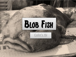 Blob Fish
  Colin’s	
  ISI	
  
 