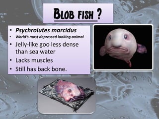 Blobfish - Little Passports