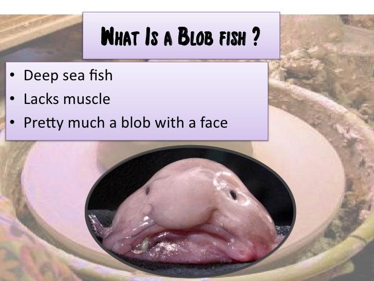 Grade 6 ISI The Blobfish
