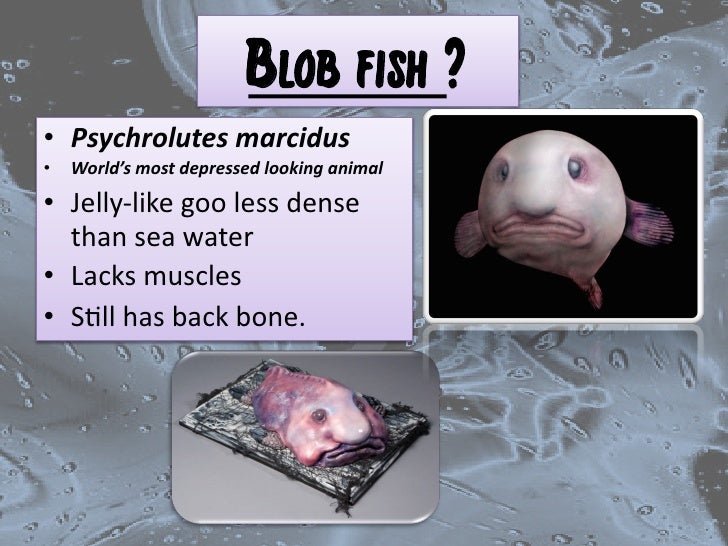 Grade 6 Isi The Blobfish