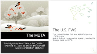 Continuous Policy Formation and the Migratory Bird Treaty Act | PPT