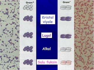 Kristal viyole Lugol Alkol Sulu fuksin 