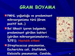 GRAM BOYAMA PMNL yoğunluğu ve predominant mikroorganizma türü (Gram pozitif kok…) Bol lökosit içeren balgamda predominant görülen bakteri  ( görülen mikroorganizmaların >  % 75 ’i);  Hastalık etkeni Streptococcus pneumoniae, Escherichia coli, Stafilokok, Klebsiella pneumoniae, Candida, Haemophilus influenza 