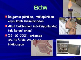 EKİM Balgamın pürülan, müköpürülan veya kanlı kısımlarından Akut bakteriyel infeksiyonlarda; tek koloni ekimi %5-10 CO2’li ortamda 35-37 º C’de 24-48 sa. inkübasyon 