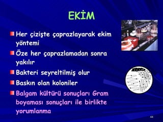 EKİM Her çizişte çaprazlayarak ekim yöntemi Öze her çaprazlamadan sonra yakılır Bakteri seyreltilmiş olur Baskın olan koloniler Balgam kültürü sonuçları Gram boyaması sonuçları ile birlikte yorumlanma 