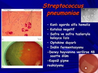 Streptococcus pneumoniae Kanlı agarda alfa hemoliz  Katalaz negatif Safra ve safra tuzlarıyla kolayca lizis Optokine duyarlı İnülin fermentasyonu  -Deney hayvanına verilirse 48 saatte ölüm -Kapsül şişme  reaksiyonu 